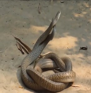 Snake meeting - interesting encounter | Maria Hadley