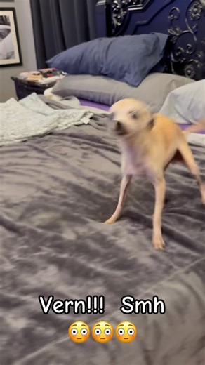 63K views · 6.5K reactions | This was a short video because I wanted to get him off the bed as soon as I saw putting them on the bed that he had rolled in poop. That happens every once in a while. It’s not supposed to happen to Vern, but somehow he managed. seriously though, check out those legs on him! Look at how well he’s doing. Side, stepping, jumping, running! ❤️❤️❤️ Bglws.Com Https://linktr.ee/bigguylittlesworld | Big Guy, Littles World Sanctuary | Facebook