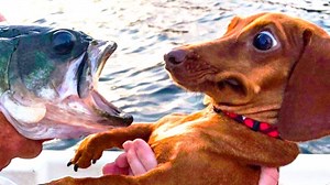 Amazing Clever Dog - Intelligent Dogs | General Move