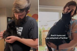 Couple Adopts First Kitten—Can’t Cope With How Huge He Becomes: ‘Panther’