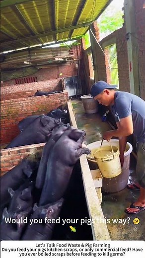 Pigs Eating Swill – Traditional Way to Reduce Food Waste 🐖🗑️