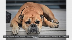 How to Bathe Your Continental Bulldog: Step-by-Step Guide