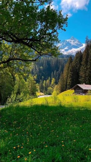 Peaceful Mountain Cabin View | Relaxing Nature Sounds & Scenic Beauty #short