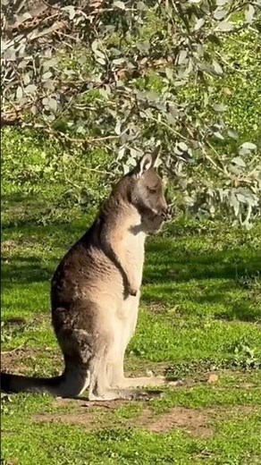 Amazing Facts About Kangaroos