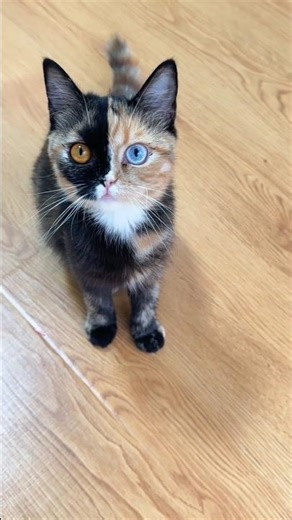 Unbelievable Half Black Half Orange Cat 😱 | Rare Chimera Beauty ✨🐾