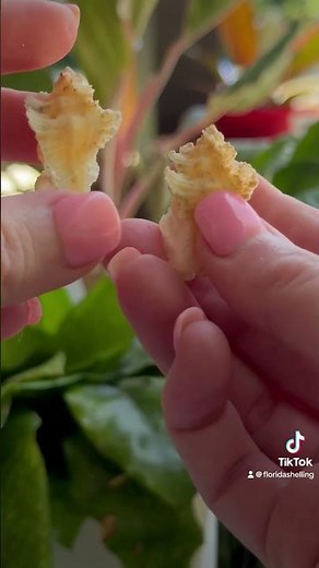 Rare Three Winged Murex Seashell 🐚 #flshelling #shells