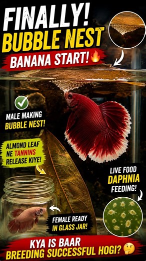 FINALLY! 😱 Male Betta Ne Bubble Nest Bana Diya! 🐟🔥 Ab Breeding Hogi?