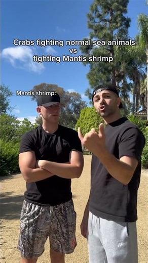 Crabs fighting normal sea animals vs fighting mantis shrimp. #shorts #skit #funny
