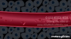 Acid Base Balance, Animation. on Make a GIF