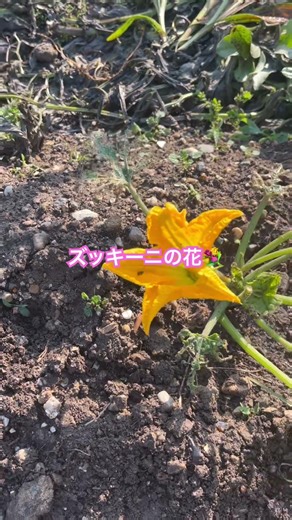 ズッキーニの花💐