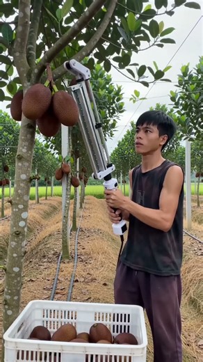 🍈✂️Fruit HarvestUsing a Long Reach Saw Tool to Swiftly Cut Hanging Brown Melons or Gourds #shorts