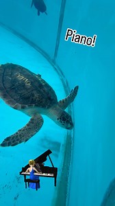 Piano got her swimming papers! 🐢🌊😊🩵 Piano, a juvenile Kemps Ridley sea turtle is fully recovered from cold stunning and will be returning to her Ocean home tomorrow out of new Smyrna Beach Florida! Bring your family and friends and join us with Good Morning America LIVE! See you there! #rescuerehabrelease #seaturtlehospital #seaturtle #compassioniscontagious @turtlebette @goodmorningamerica | The Turtle Hospital