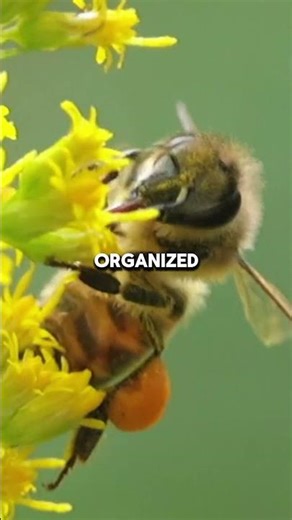 Bee Facts That Will Surprise You #beefacts #insects