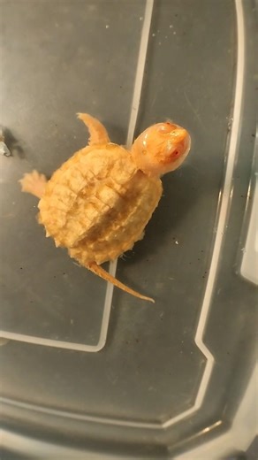 Feeding response observed