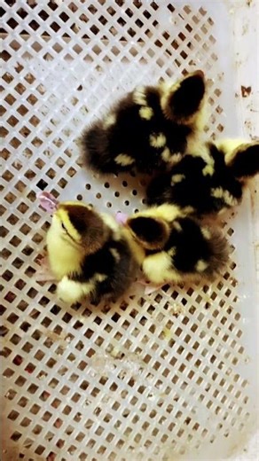 New Ducklings Has Hatched!.