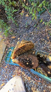 3.5K views · 56 reactions |  Super Aggressive Bees Attack Me! ...