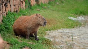 Largest Rodent World Capybara City By Stock Footage Video (100% Royalty-free) 1097607737 | Shutterstock