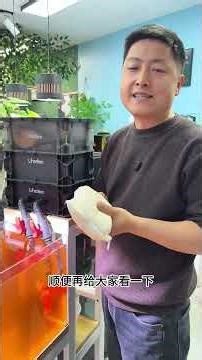 Yellow Water Dilemma: Novice Fishkeepers' Guide to Action