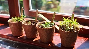 Vastu Remedies for Plants: অনটন-অশান্তি পিছু ছাড়ছে না! বাড়ির এই কোণে গাছ নেই তো?