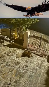 1.2K views · 45 reactions | It was there to protect you,but you failed to protect it | Movie Audi Fans | Facebook