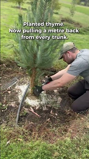 Why I plant thyme then pull it back: truffle living mulch