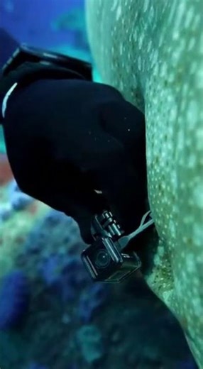 What Was Hiding Under the Sea #camera #fishing #what #ocean