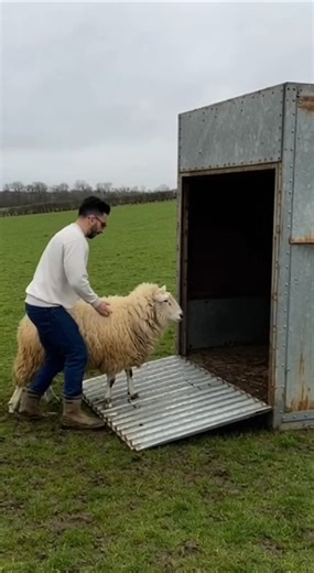 Magic Machine that turns sheep into lambs #farming #shortsviral #sheep #homesheephome #animals #shee