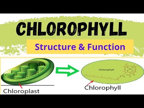 CHLOROPHYLL | STRUCTURE OF CHLOROPHYLL | FUNCTION OF CHLOROPHYLL | What is Chlorophyll