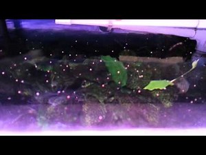Bugs jumping on the surface of my aquarium water
