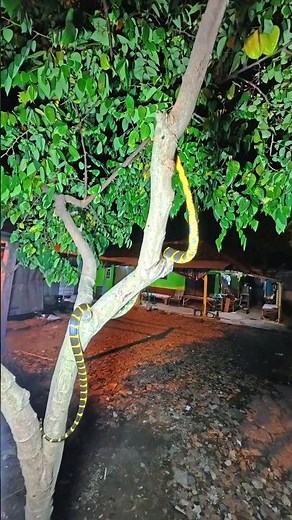 Here's how snakes climb trees