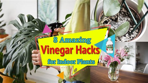 8 Amazing Vinegar Hacks for Indoor Plants