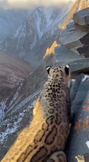 Snow Leopard Vs Marmot—Before It Could Escape