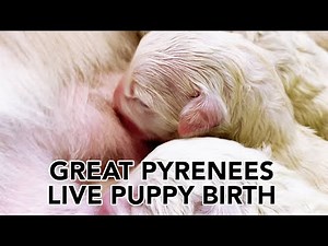 Great Pyrenees Puppies - Birth Video