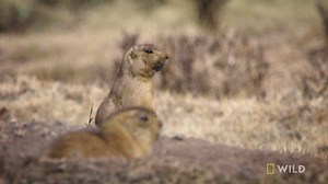 30K views · 648 reactions | When one prairie dog mother-to-be begins bringing nesting supplies down to her burrow, another prairie dog takes advantage of the easy pickings. | National Geographic Animals | Facebook