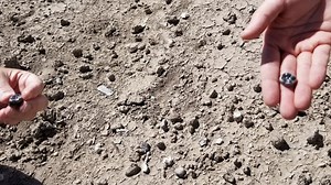 Fossilized teeth found by ASU scientists could answer some evolutionary questions