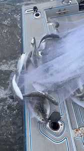 479K views · 8.6K reactions | Girl Cast Nets 100’s of Fish! | Darcizzle Offshore | Facebook