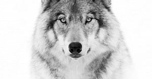 Portrait of a Timber Wolf de Jim Cumming - Photographie d'art