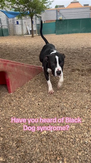 Black Dog Syndrome is a phenomenon happening in shelters across the US. Please consider giving these overlooked sweethearts a chance at a happy home! #loveharder | Miranda Lambert's MuttNation