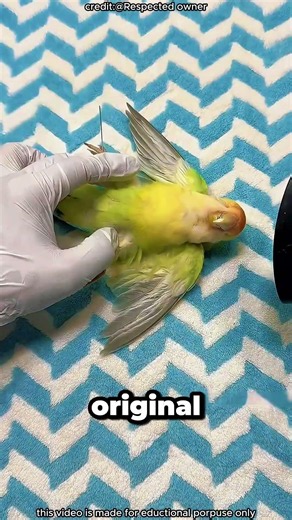 A Parrot Forever Remembered!#shortsvideo#viralvideo