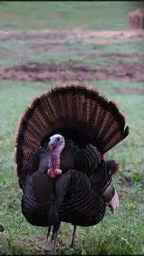 The Noggin Sloggin. Bowhunting, Head Targets.
