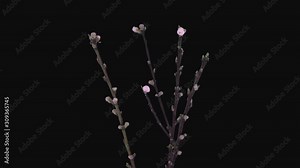 Time-lapse of blooming and rotating peach (Prunus Persica) tree branches 2a4 in 4K PNG+ format with ALPHA transparency channel isolated on black background