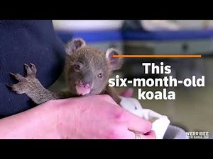 The orphan koala recovering in Australian zoo