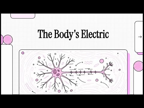 How the Nervous system works