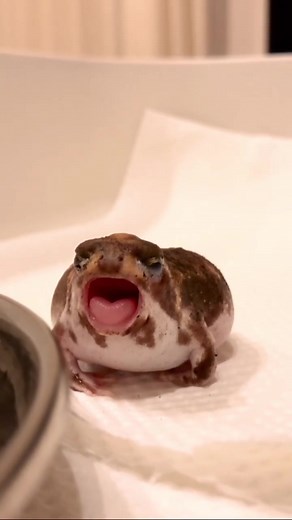 Funny Frog Moments Compilation