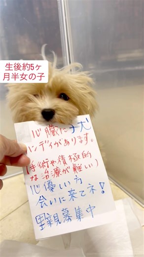 #里親募集中 #保護犬