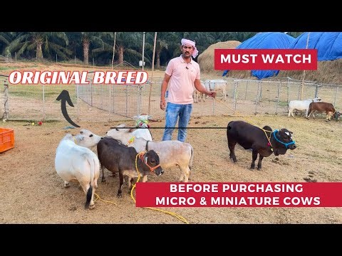 Purchasing Micro & Miniature cows ? You Must watch this ! Andhra Pradesh | India #cow