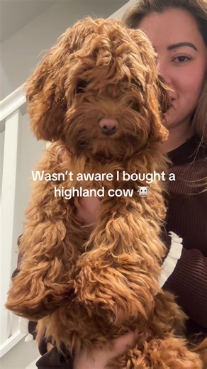 Cavapoo Grooming Anticipation