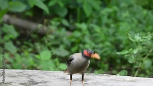 Indian Myna Birds. Its other names Common myna and mynah. This is a bird of the starling family Sturnidae. This is a group of passerine birds which are native to southern Asia, especially India.