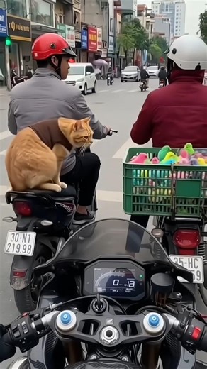 cat doing his job 🤭🤪 #funny