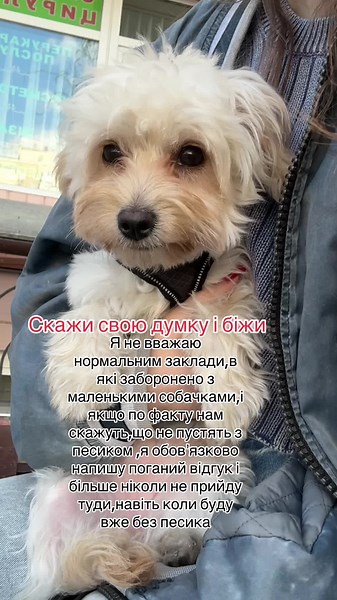 крінж максимальний 😵‍💫#лілумальтіпу #maltipoo